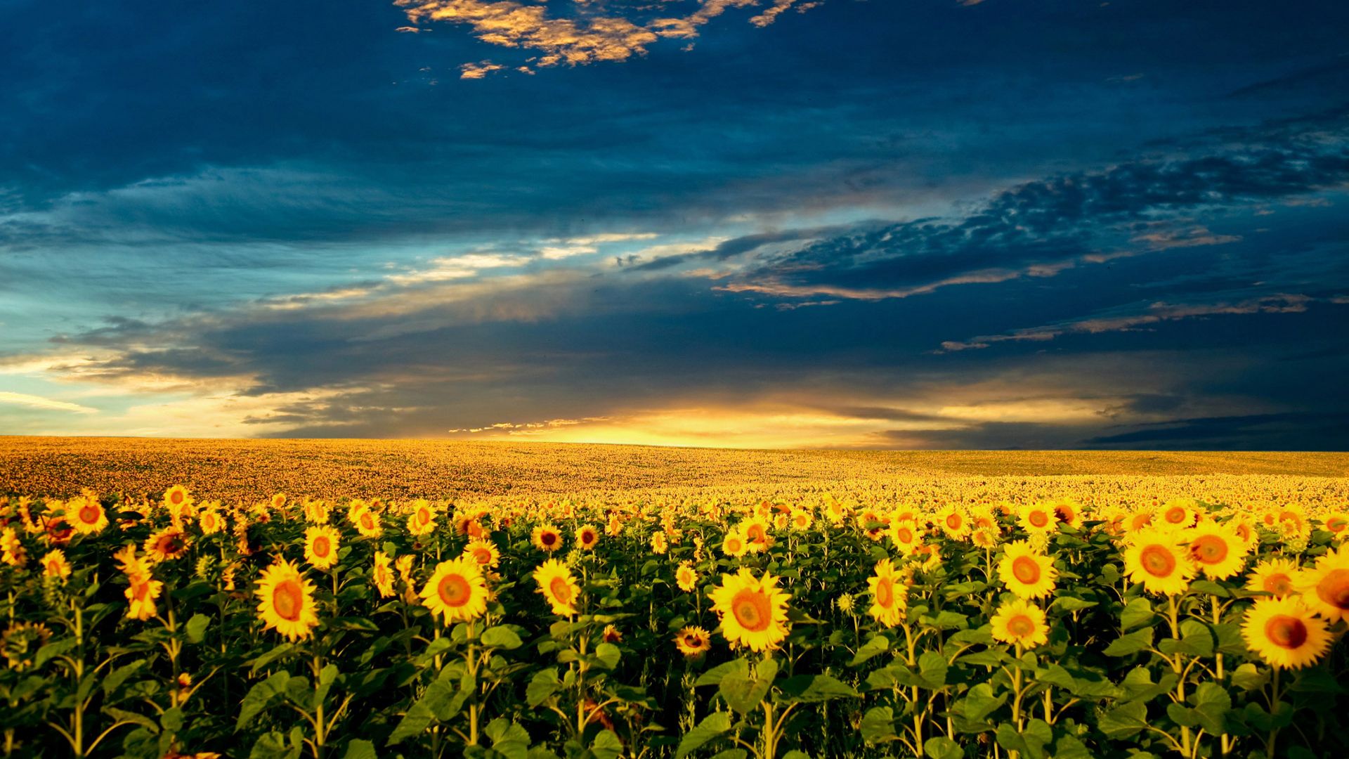Sunflower Wallpaper HD Samsung Galaxy S4 Active Smartphone
