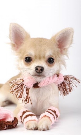 Chihuahuas Dog Wallpaper For Android By Egor Pavlovich