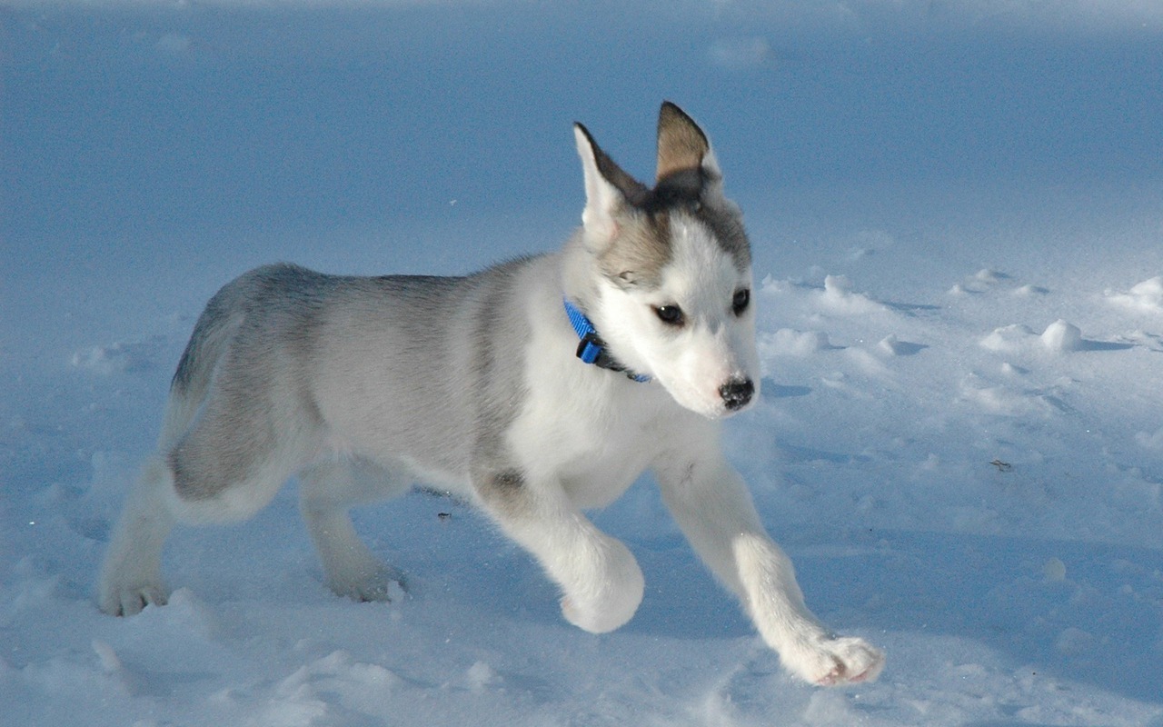 Puppies Image Siberian Husky Puppy HD Wallpaper And