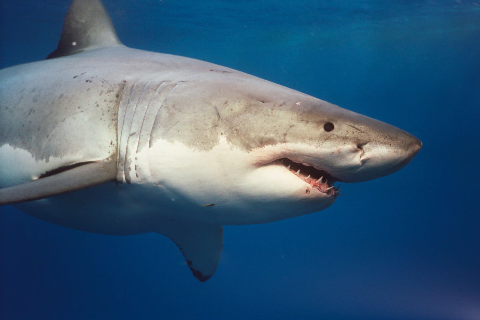 Great White Sharks Wallpapers HD Sharks Great White Shark Great 1536x1024