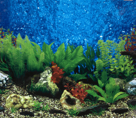 Fish Tank Wallpaper Background