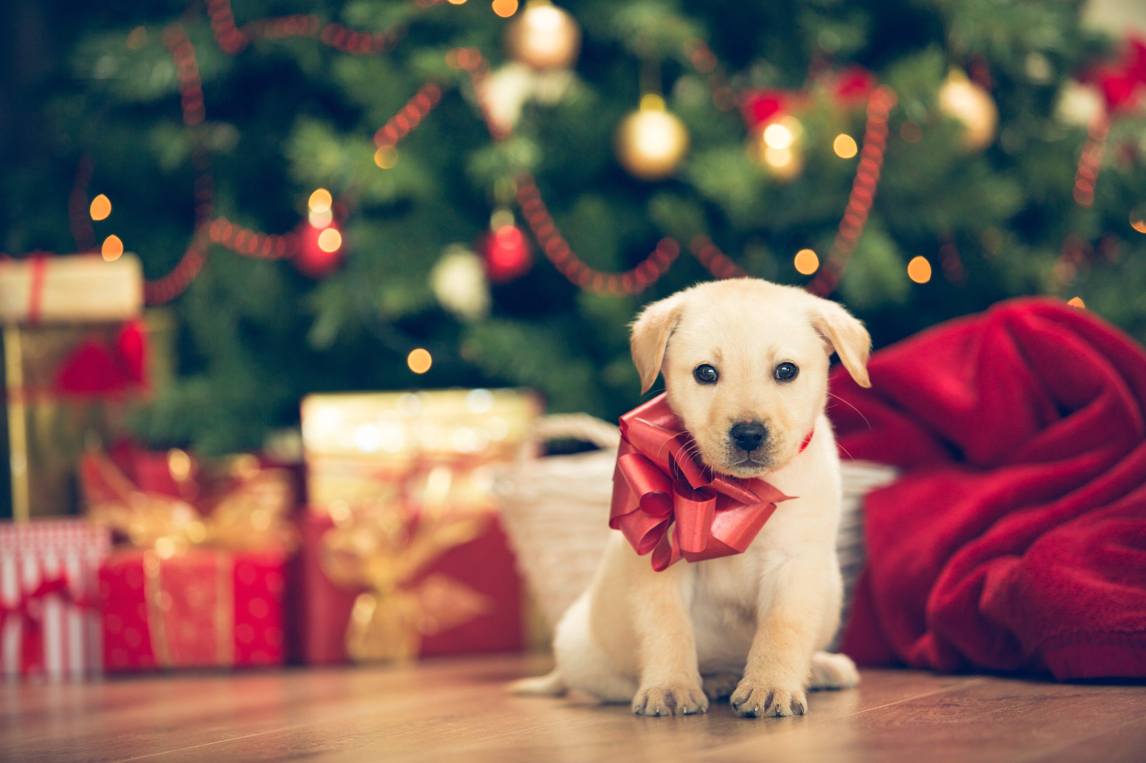 All About Dogs Thinking A Christmas Puppy Slow Down Santa