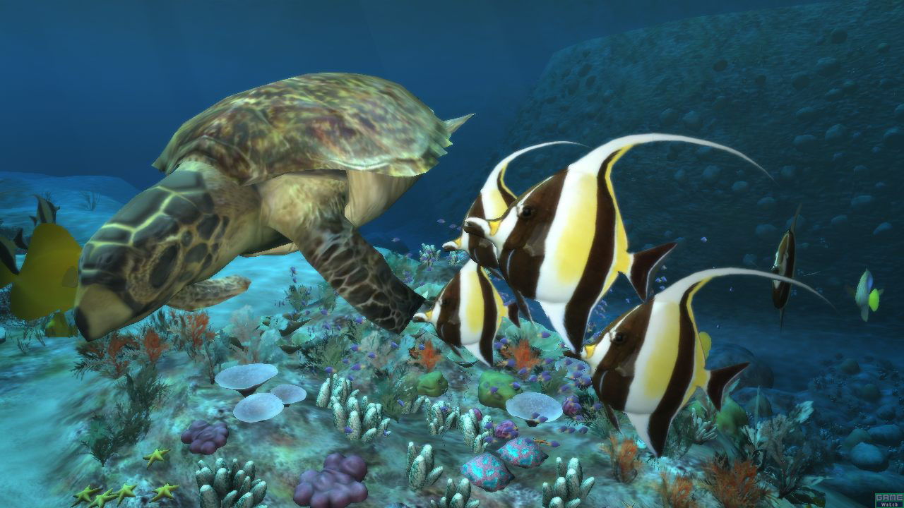 Deep Sea Life Desktop Wallpaper Background