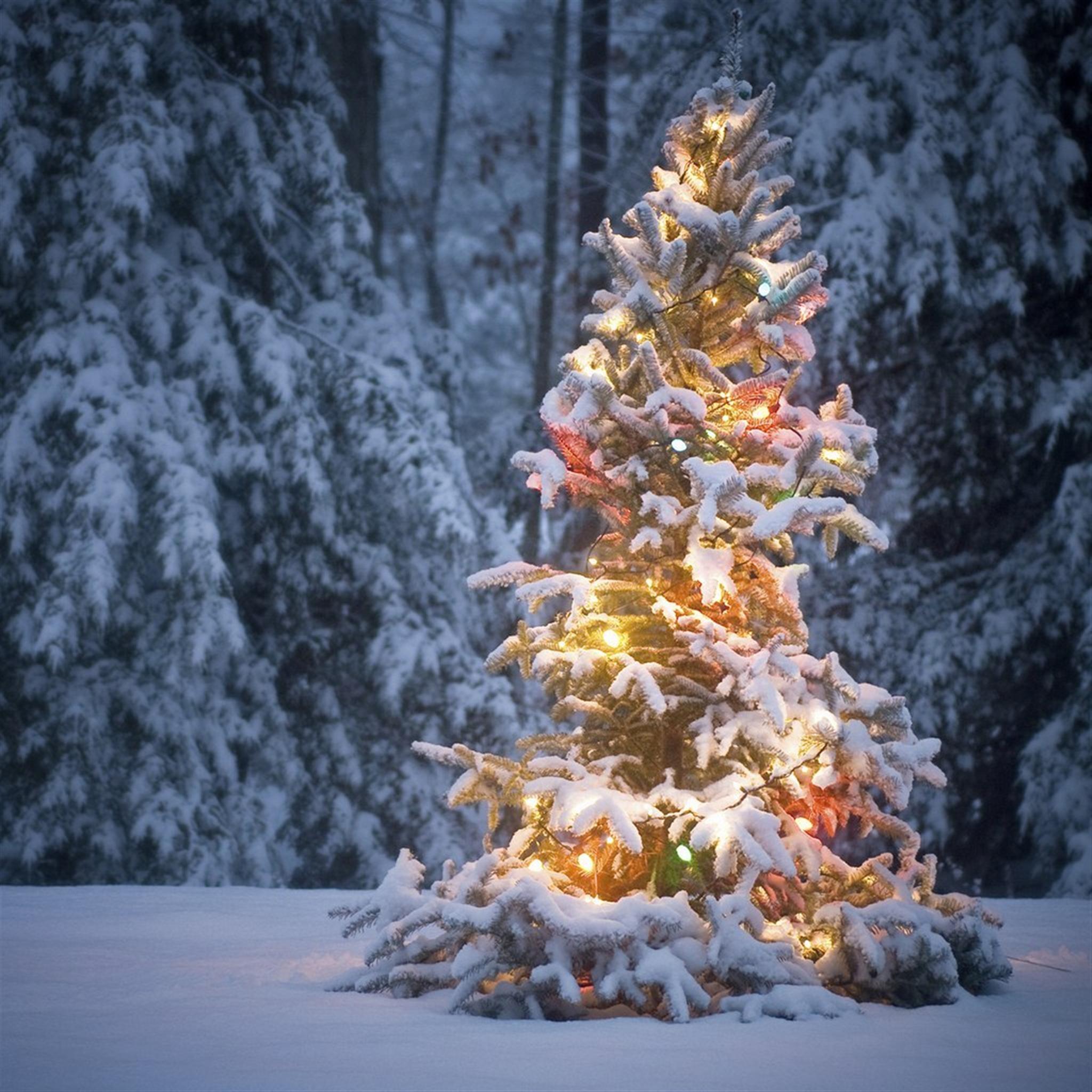 Lichter Am Weihnachtsbaum Schnee iPad Air Pro Wallpaper Und