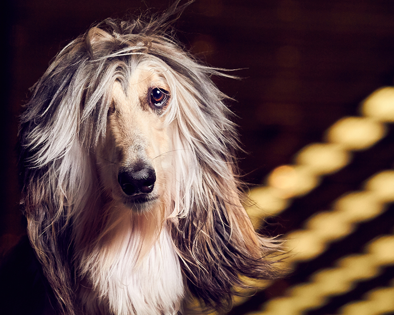 Wallpaper Sighthound Afghan Hound Dogs Snout Glance Animals