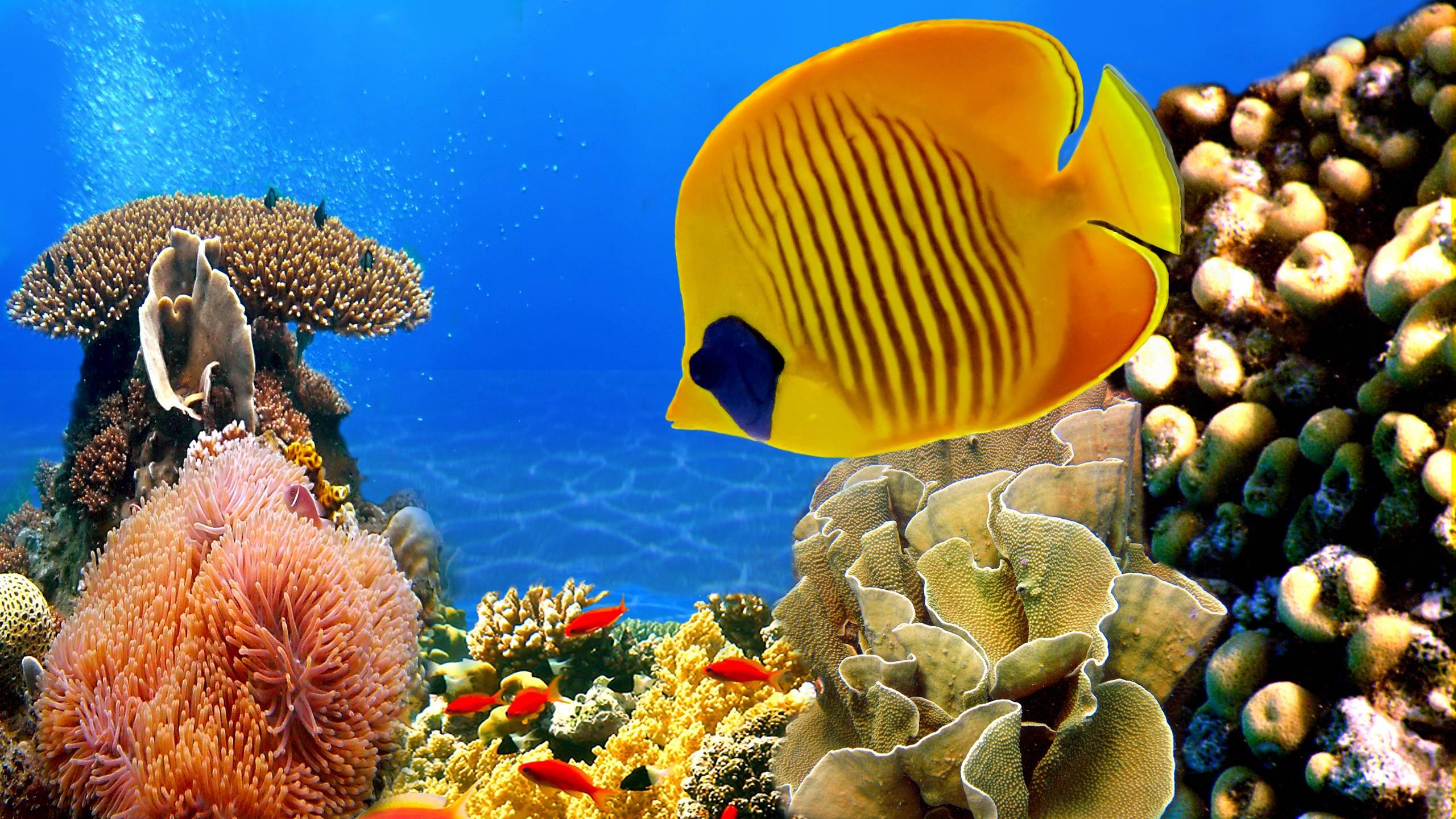 Coral Reef Wallpapers