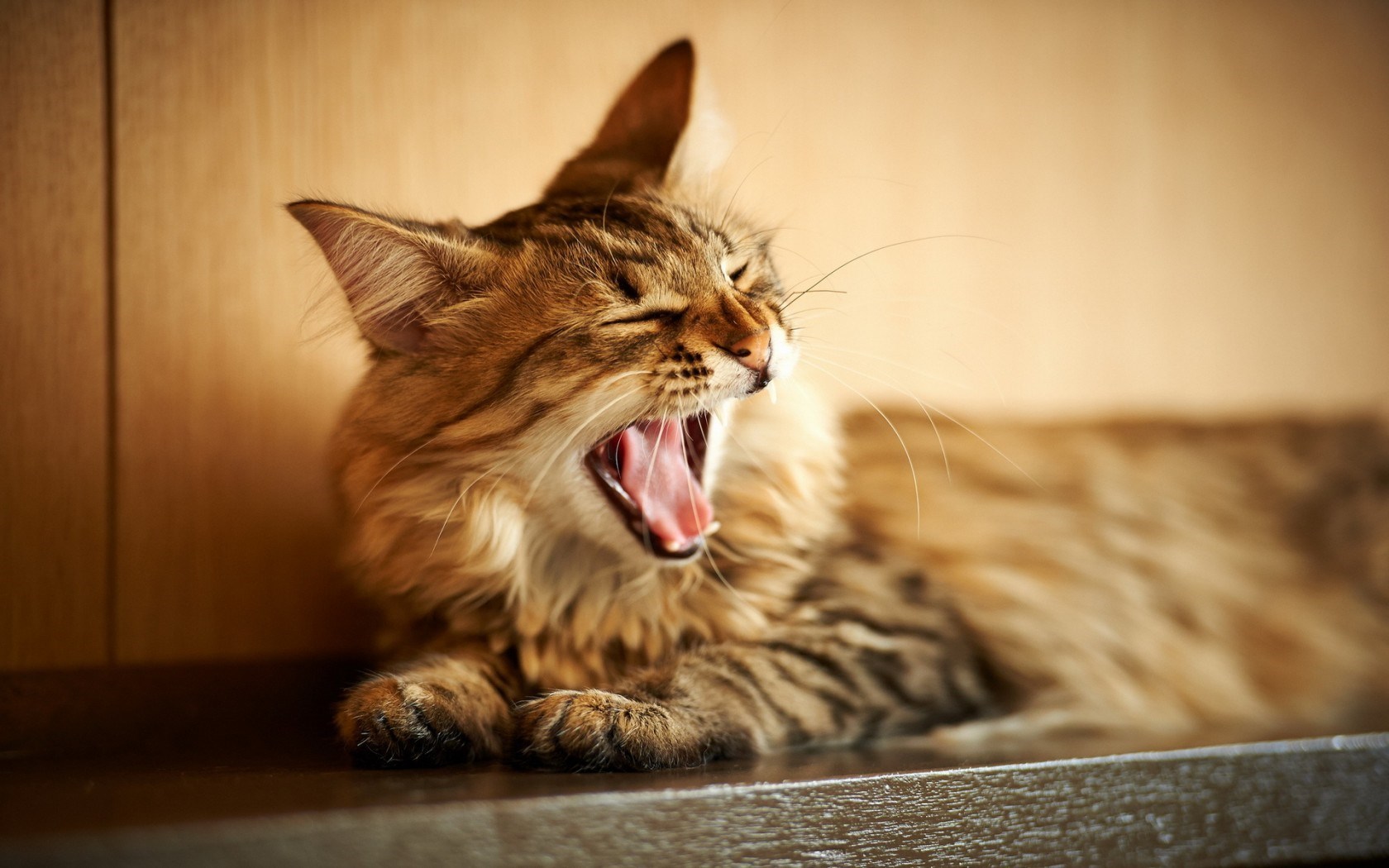 Cat Desktop Wallpaper