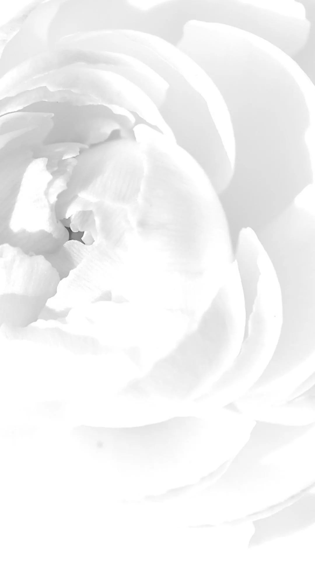 White iPhone Wallpaper