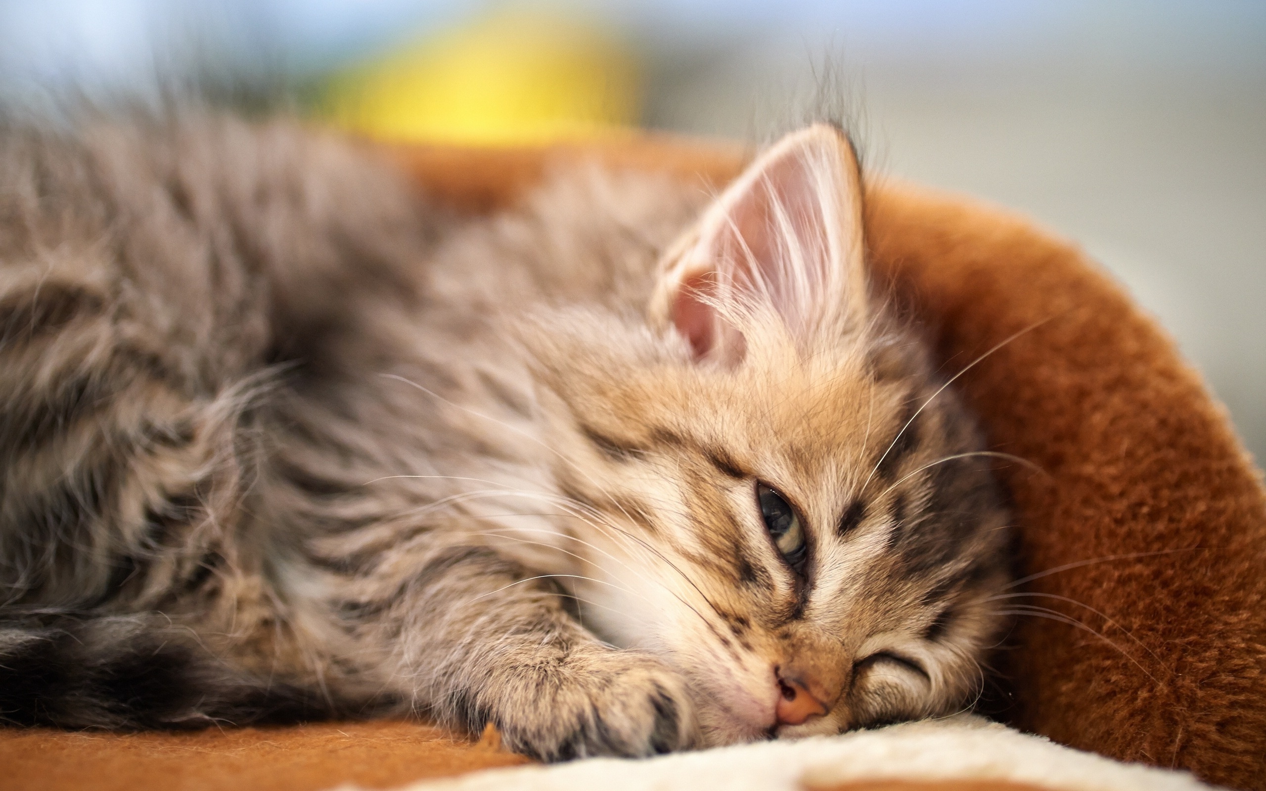 Sleepy Kitten Wallpaper