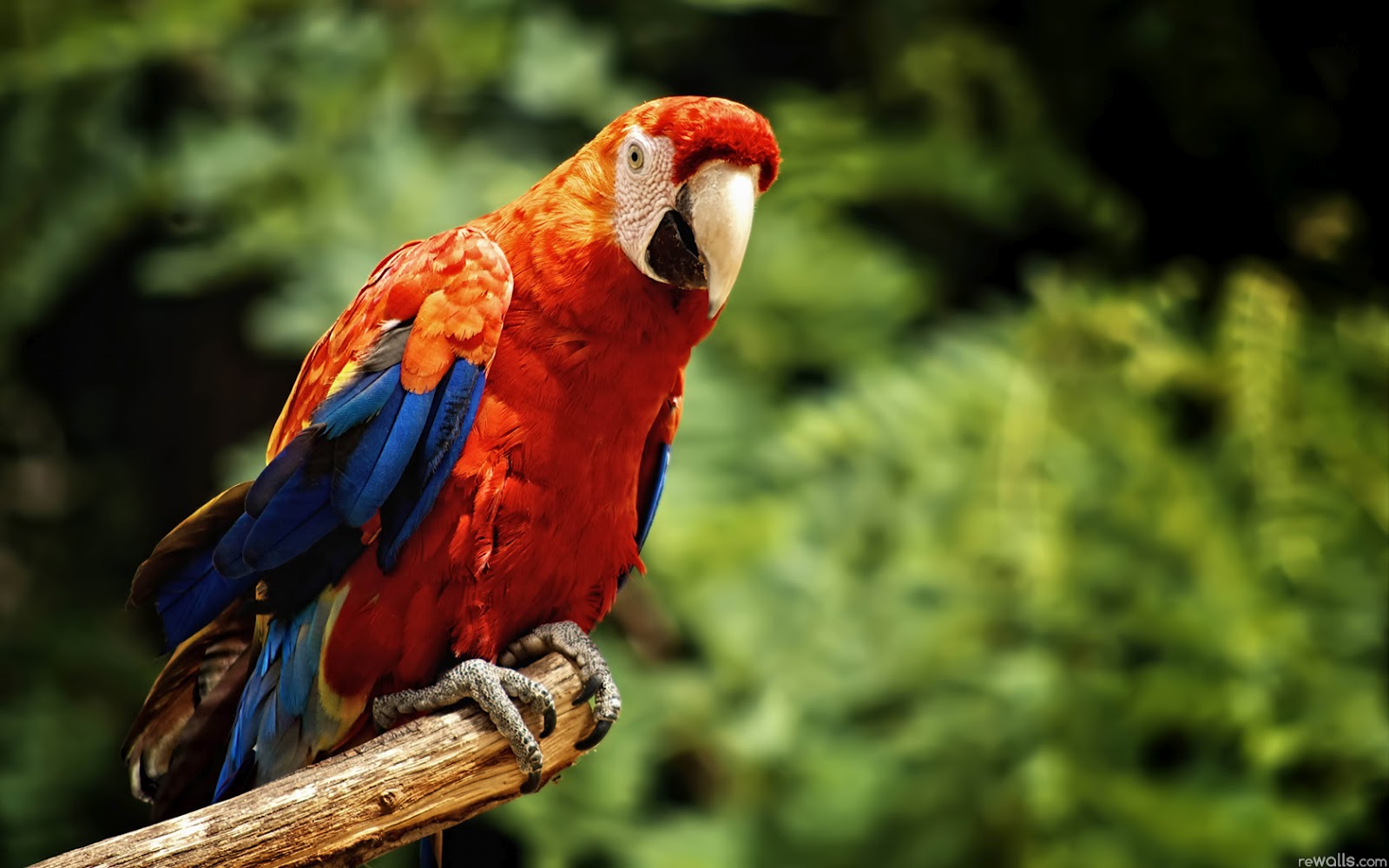Macaw Parrot Wallpapers Fun Animals Wiki Videos Pictures Stories