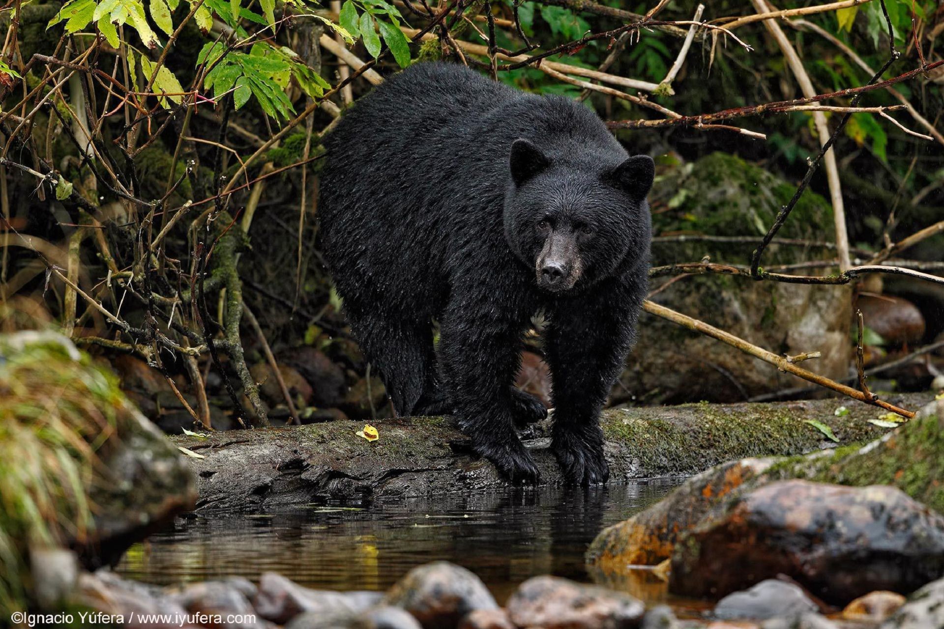Wallpaper Black Bear Picture
