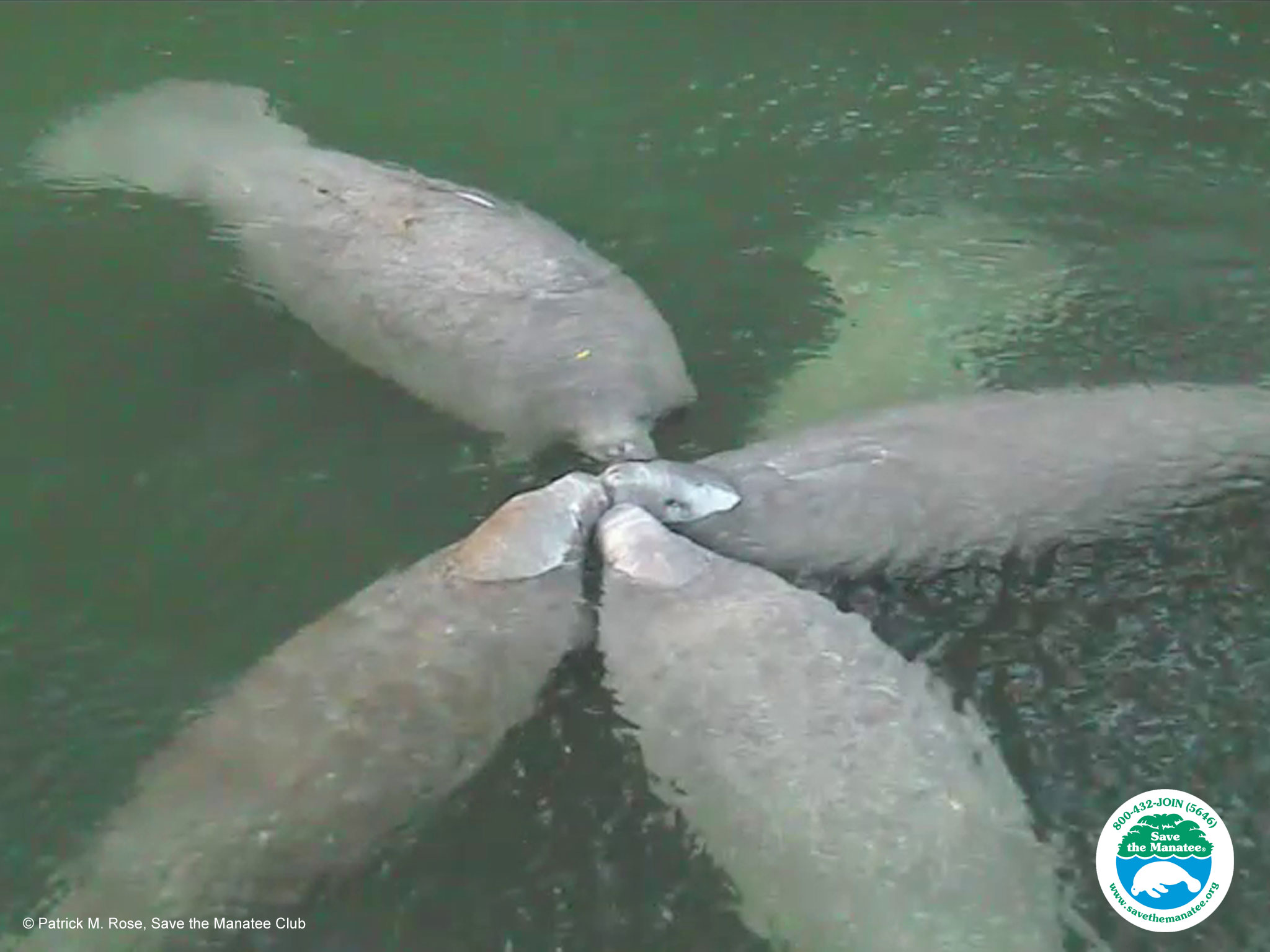Manatee Wallpaper For Desktop And Smartphones