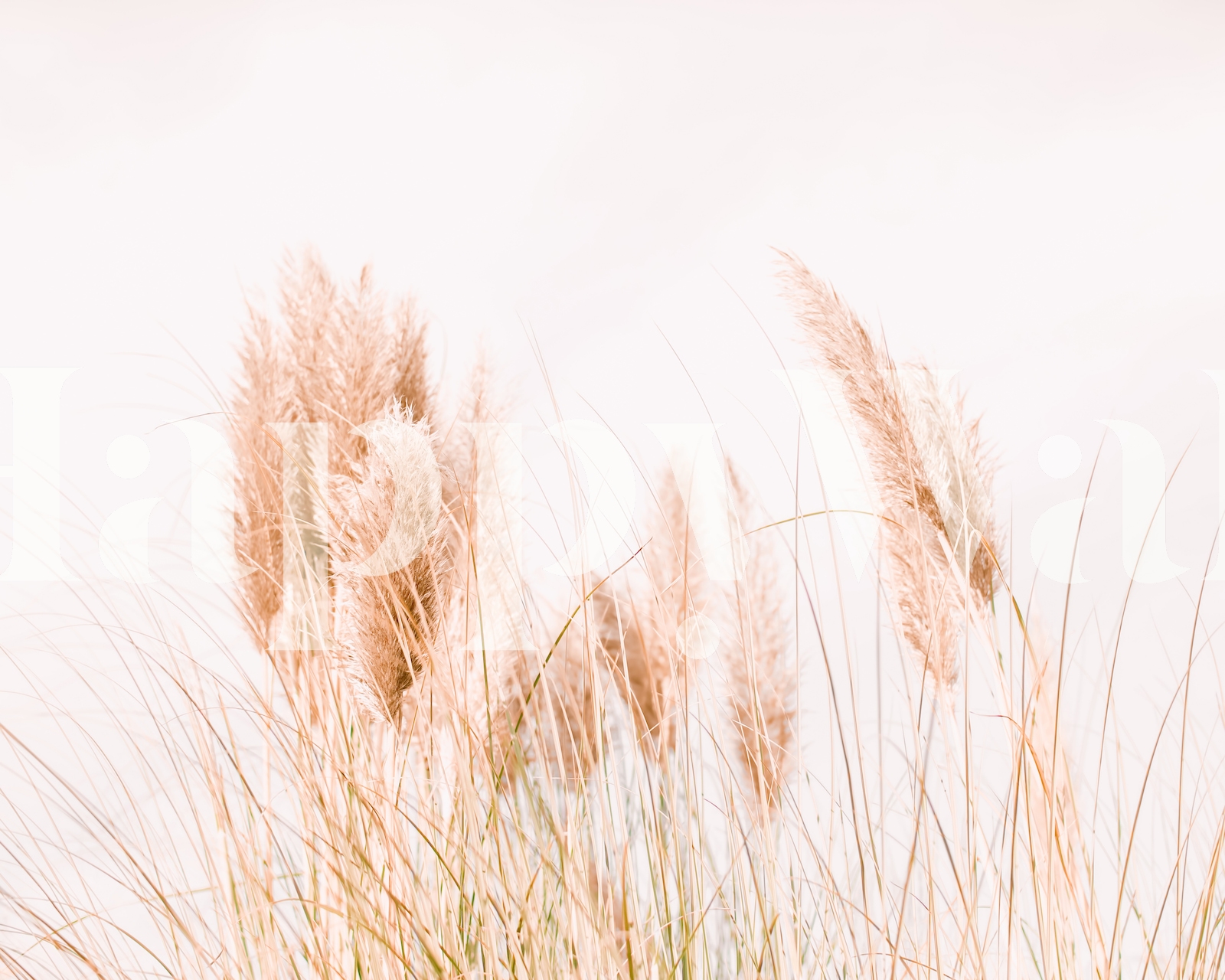 Pampas Grass Wallpaper For Cozy Home Decor