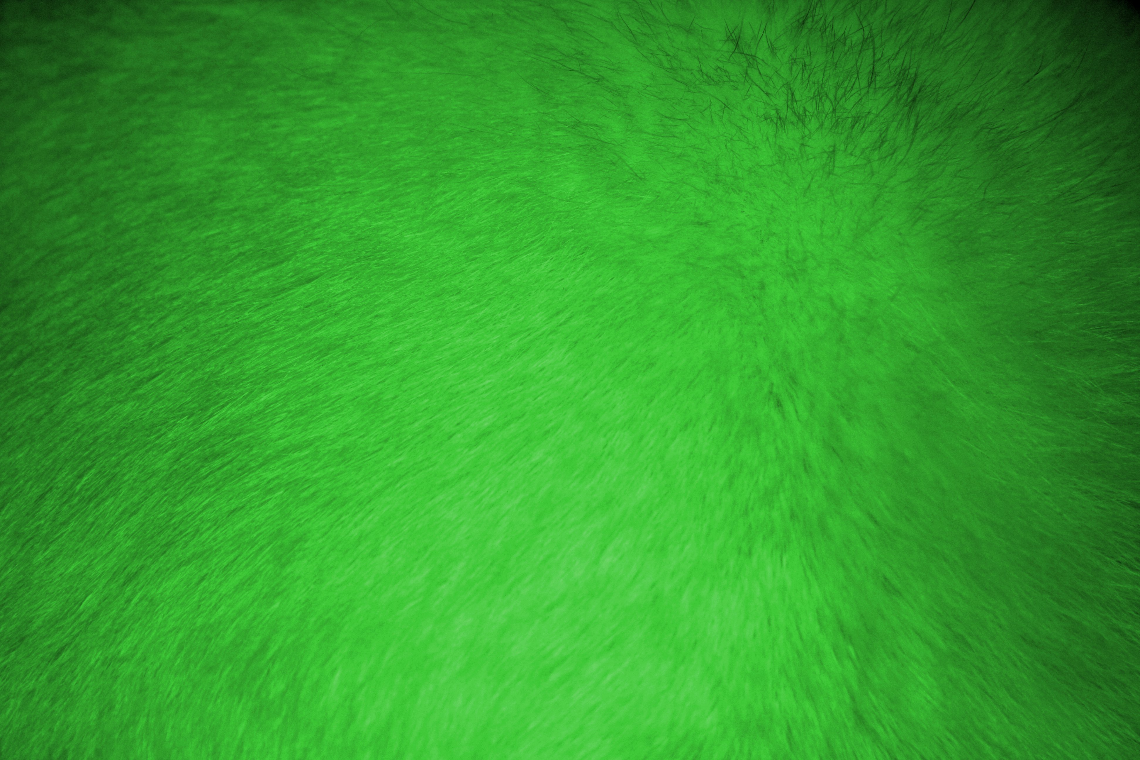Neon Green Fur Texture   Free High Resolution Photo   Dimensions 3888