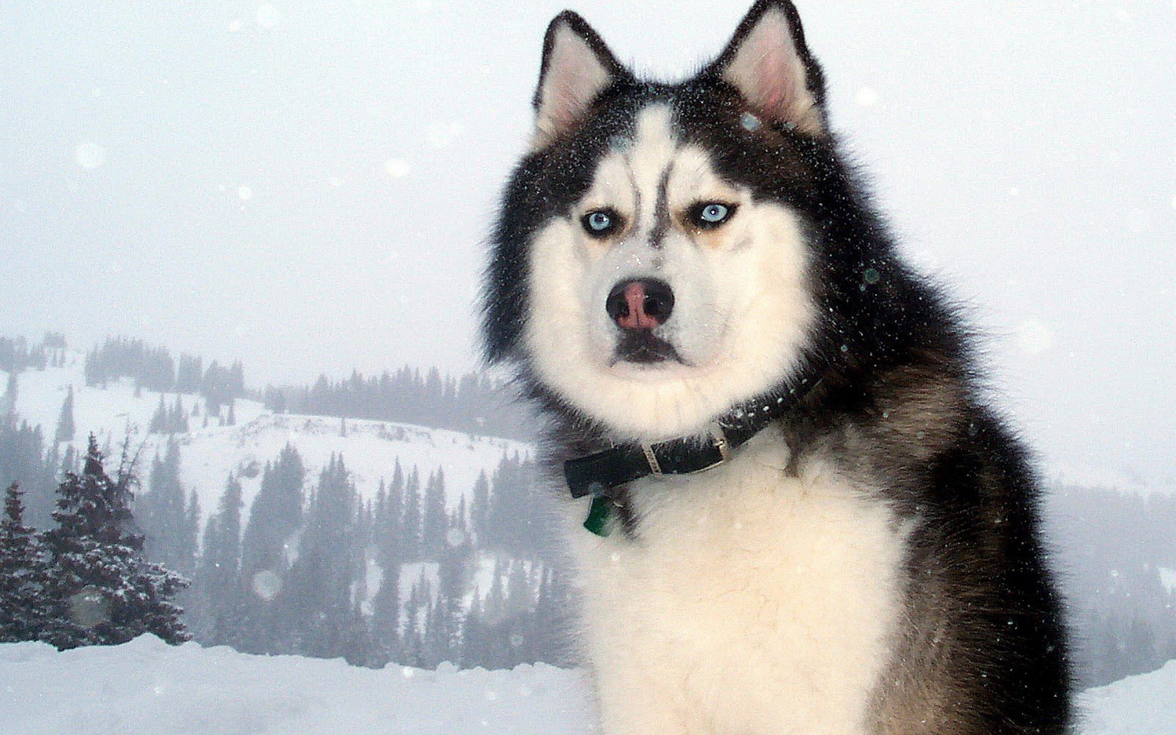 Huskies Wallpaper And Image Pictures Photos
