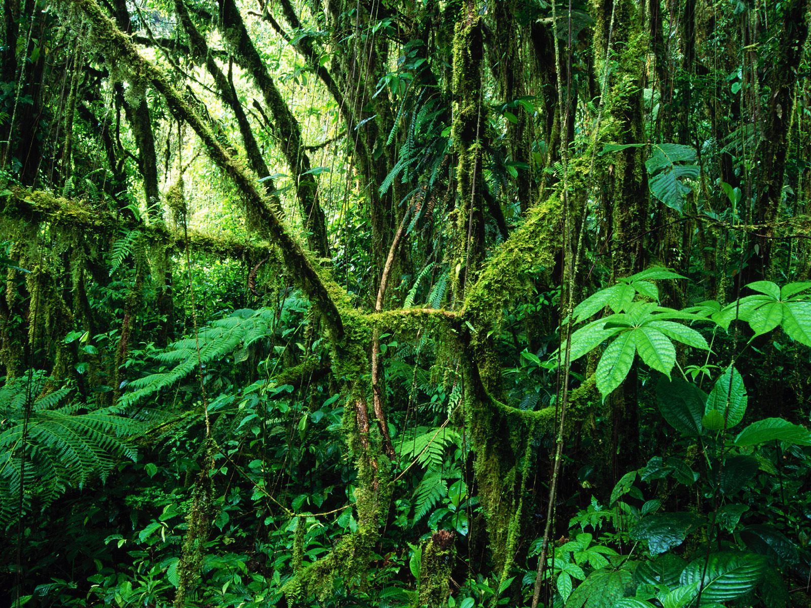 Imelda Mcconnell Rainforest Wallpaper