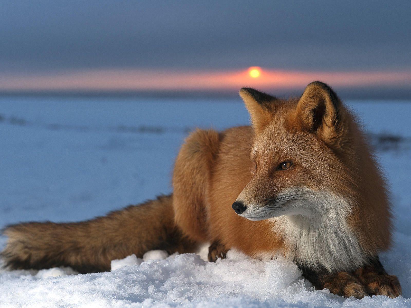 Red Fox Sunset Wallpaper