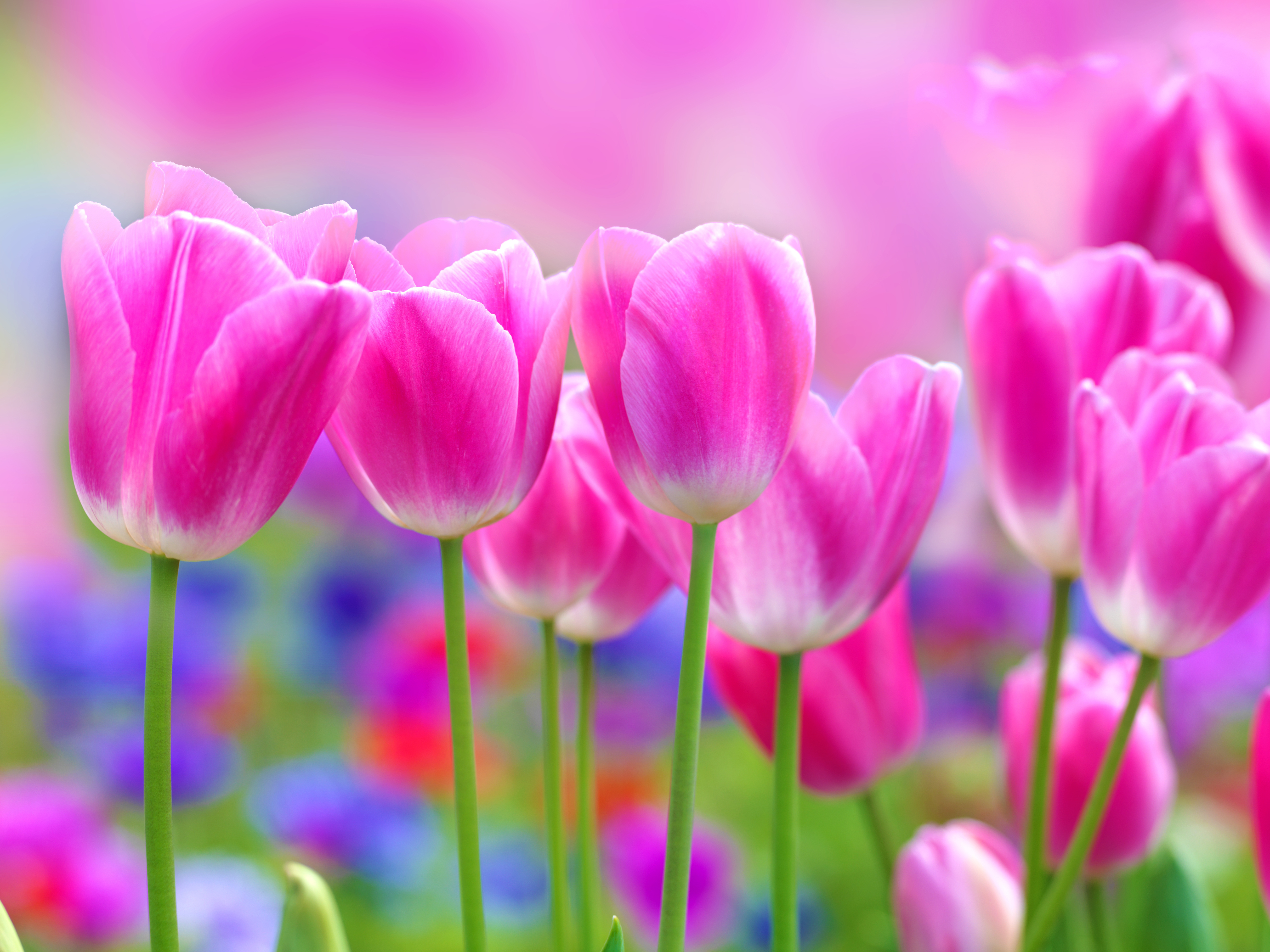 Flowers Pink Tulips Photo Focus Full HD Background Wallpaper
