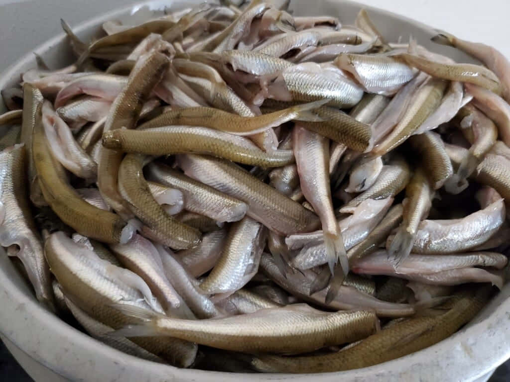 Fresh Smelt Fish Bowl E59i8g1xtetnqf22 Wallpaper