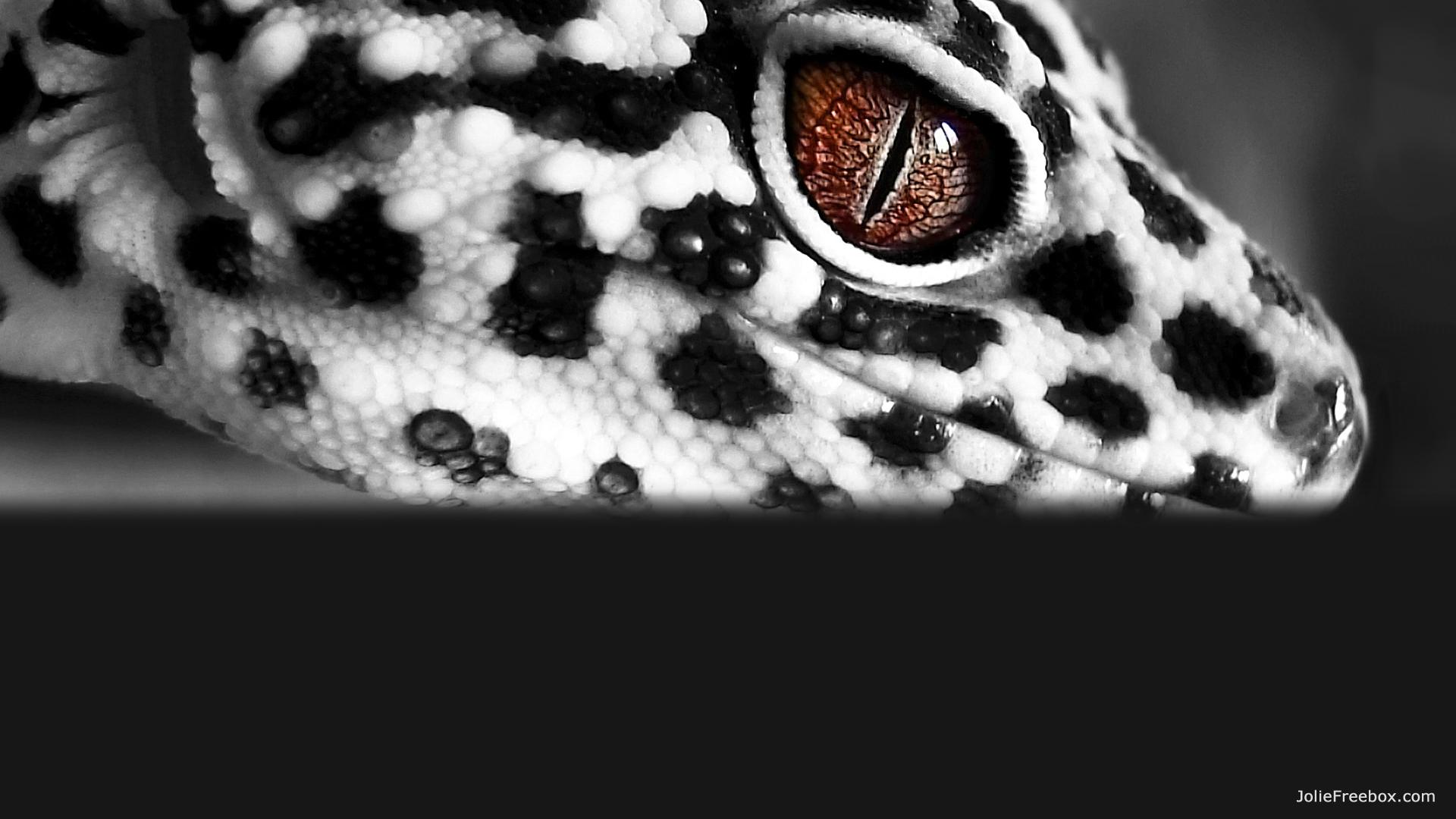 Leopard Gecko Wallpaper HD