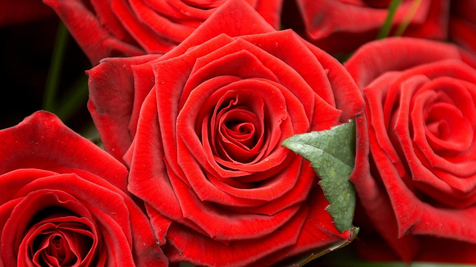 Red Roses On Black Background Closeup Wallpaper And