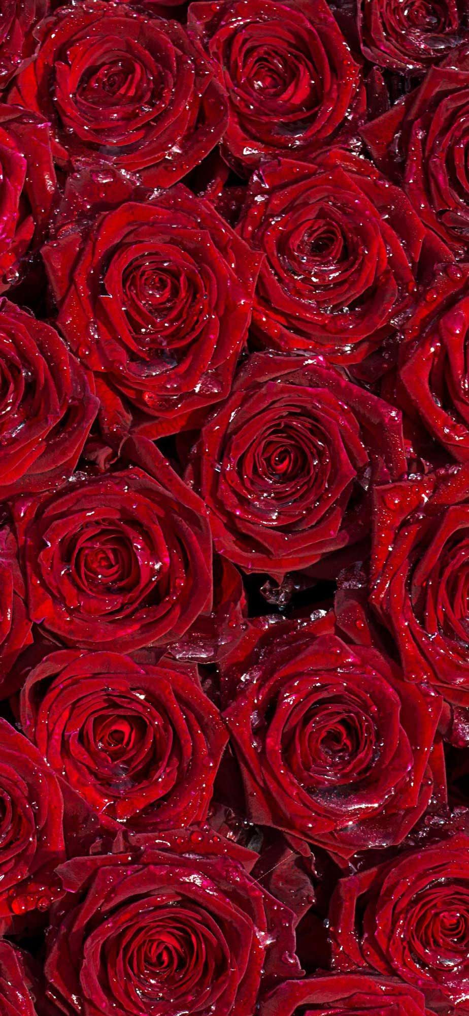 Red Rose Aesthetic Wallpaper