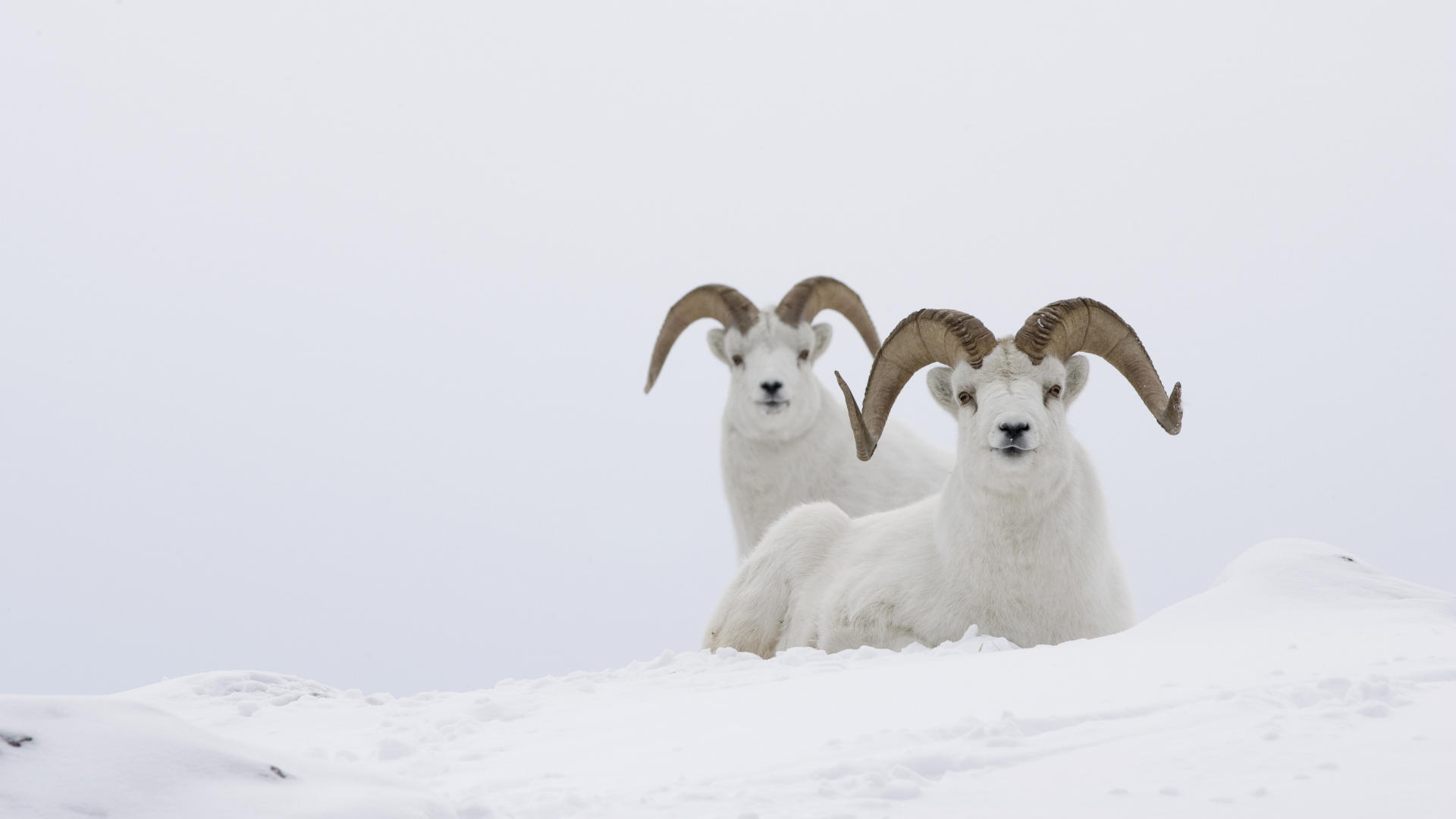 Animals Goats Winter Great Background High Quality