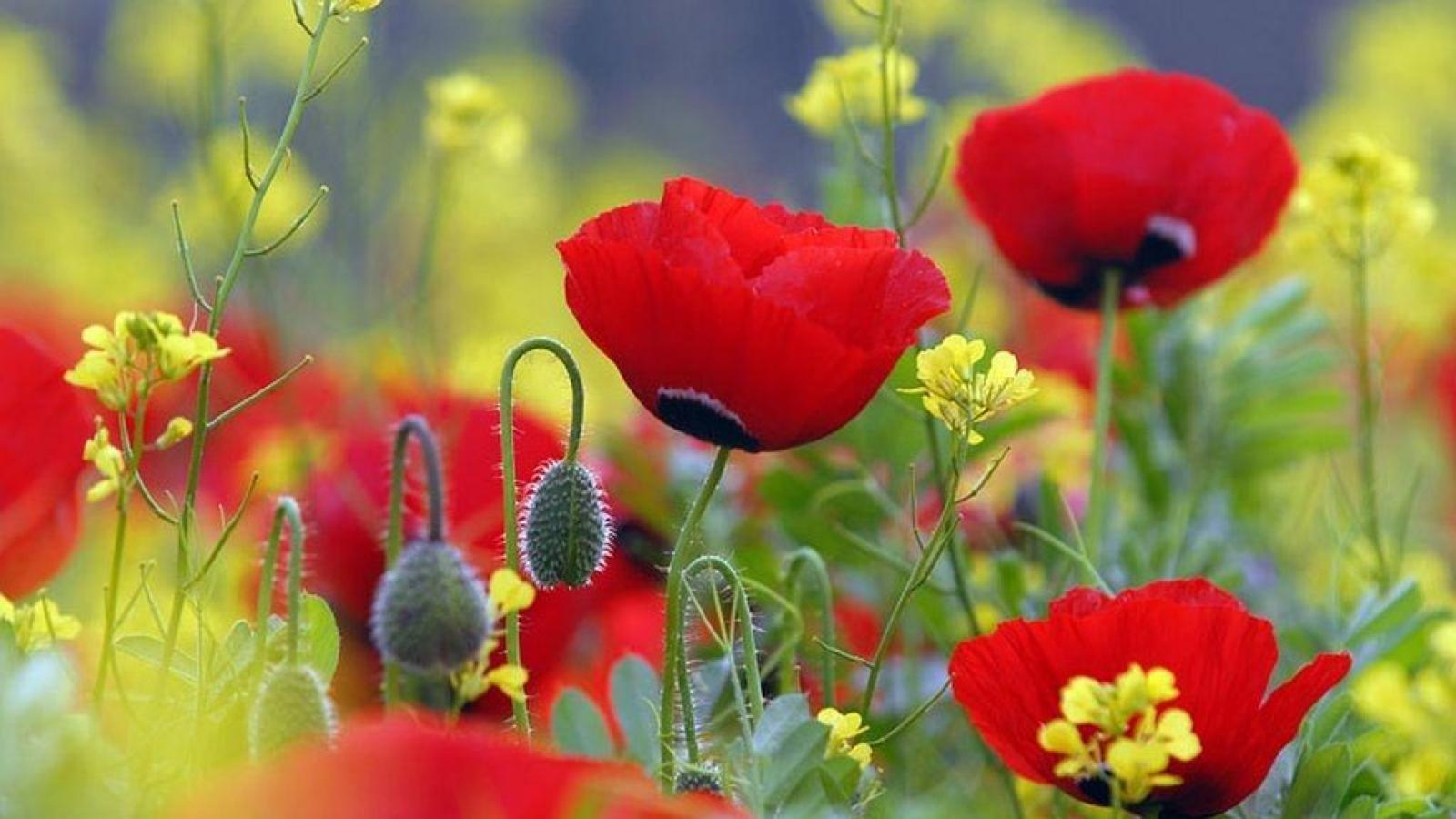 Red Poppies Wallpaper HD