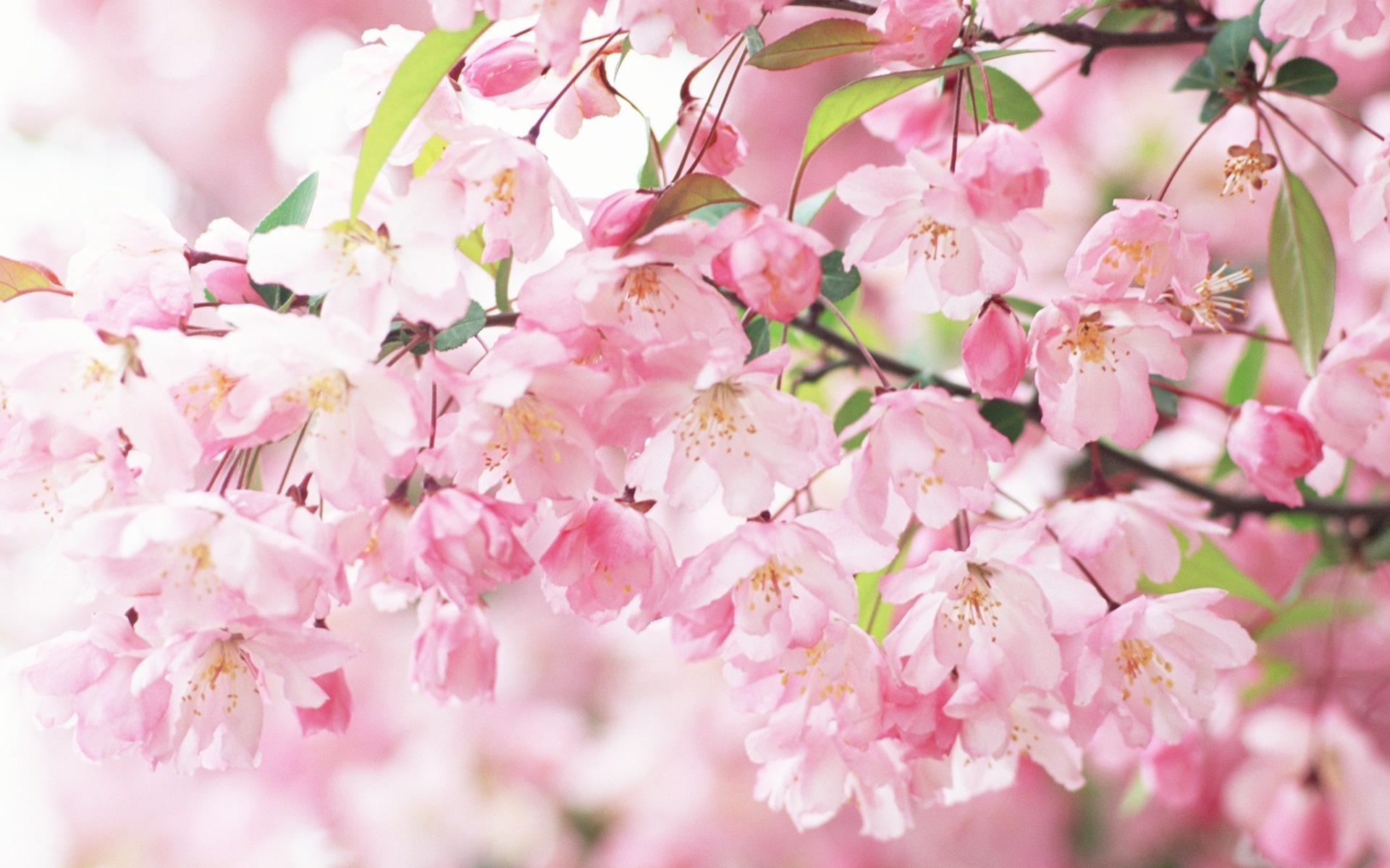Sakura Spring Flowers Wallpaper Wallpup