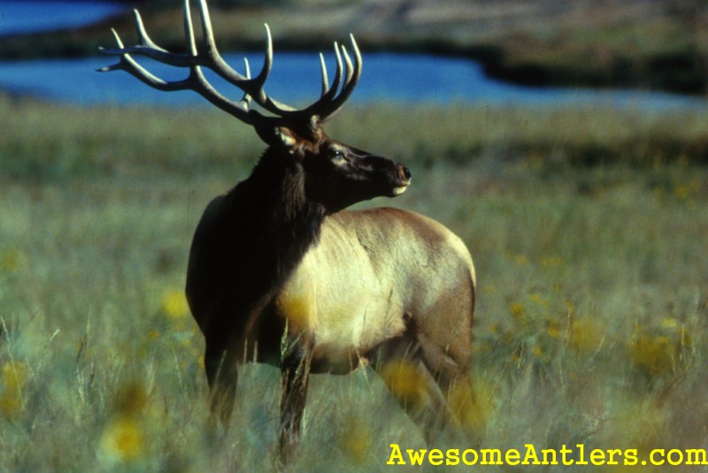 Monster Bull Elk Wallpaper Whitetail Deer And