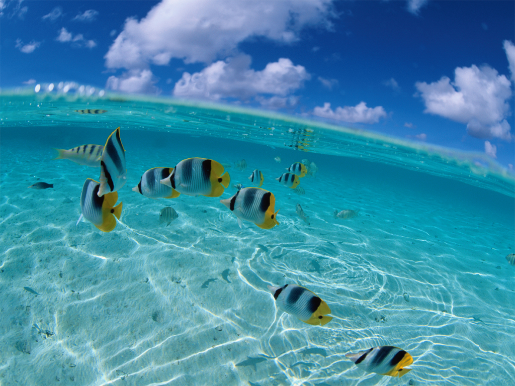 Fish Desktop Wallpaper School Of Tropical Background