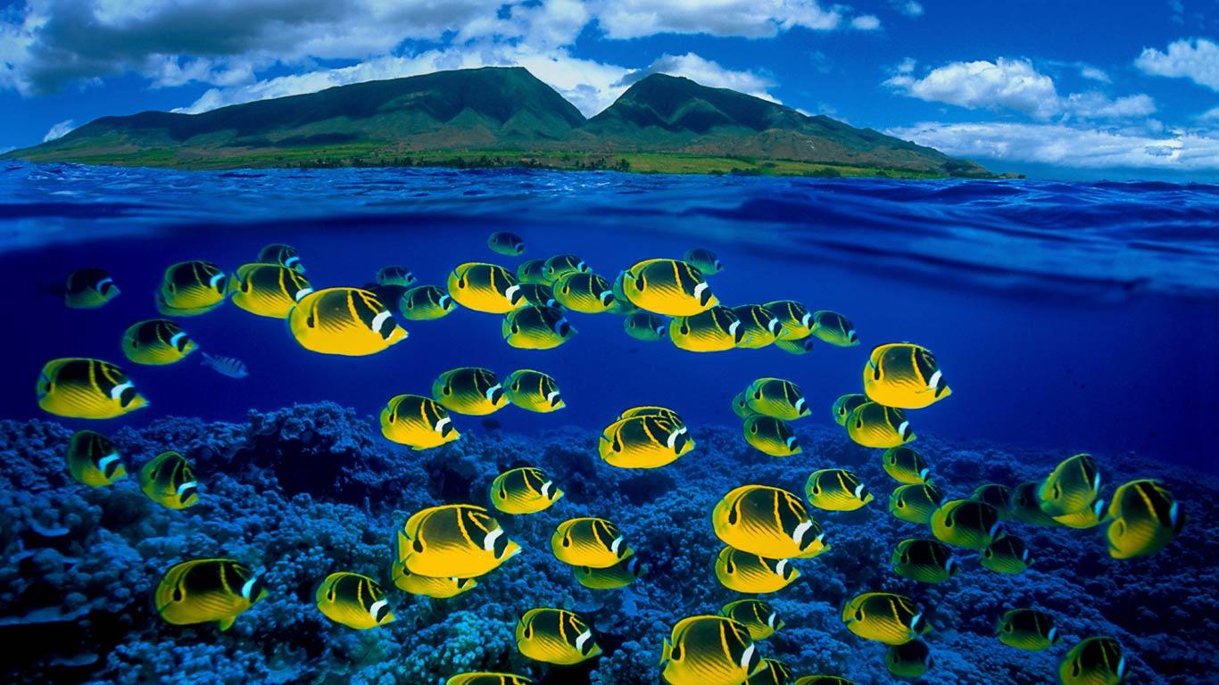Bing Images   Comp Butterfly Fish   Composite image of raccoon