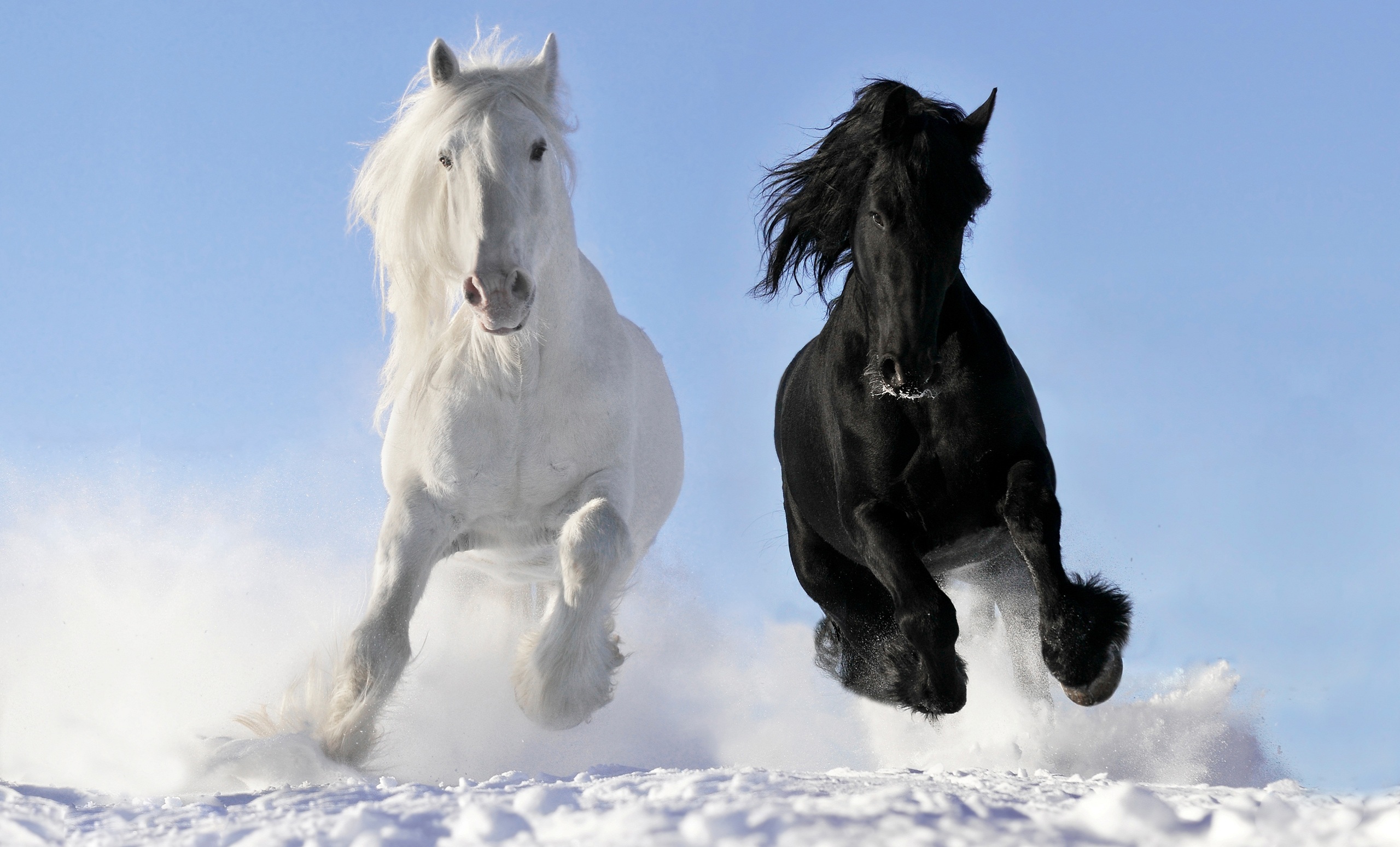 Horse Winter Snow Wallpaper
