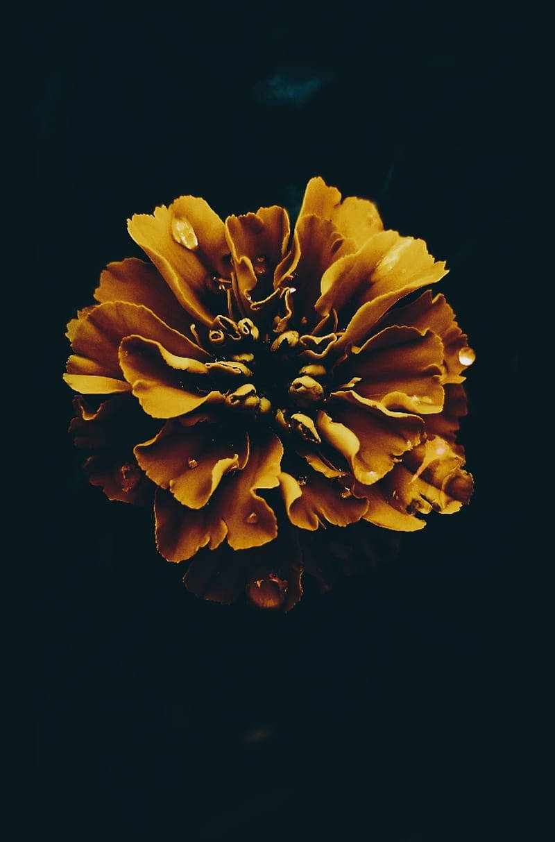 Dark Floral Wallpaper