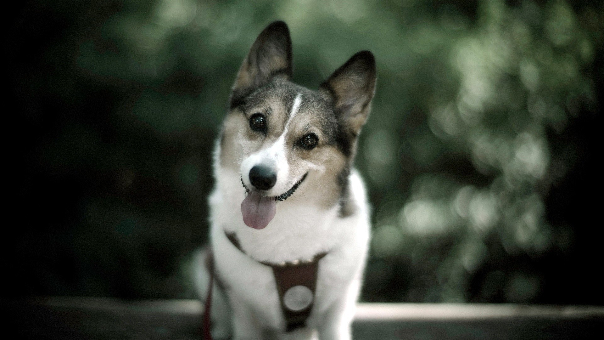 Beautiful Cute Dog Widescreen High Definition Wallpaper