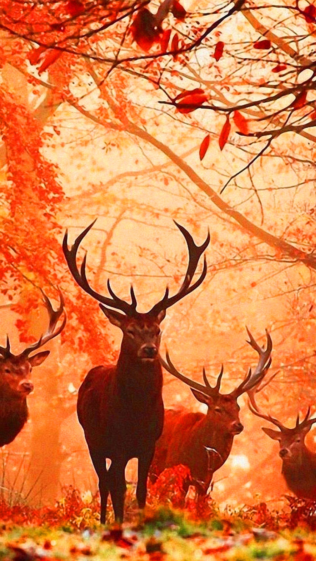 Deer Hunting Wallpaper iPhone Awesome HD