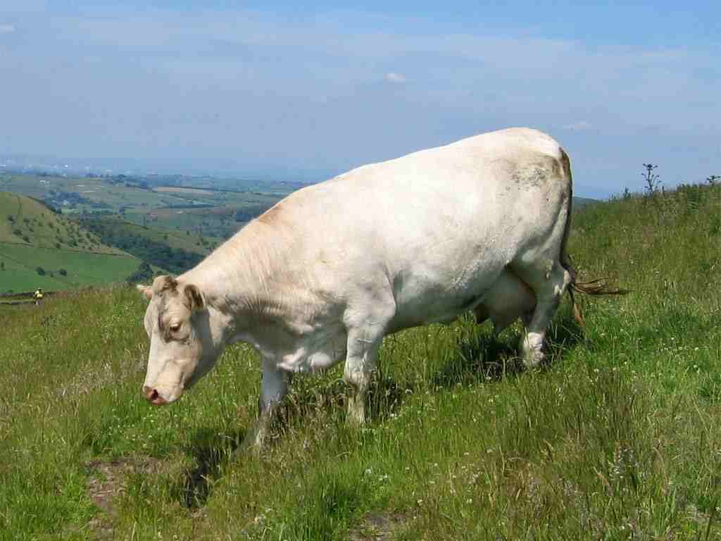 Cow Wallpaper Cows