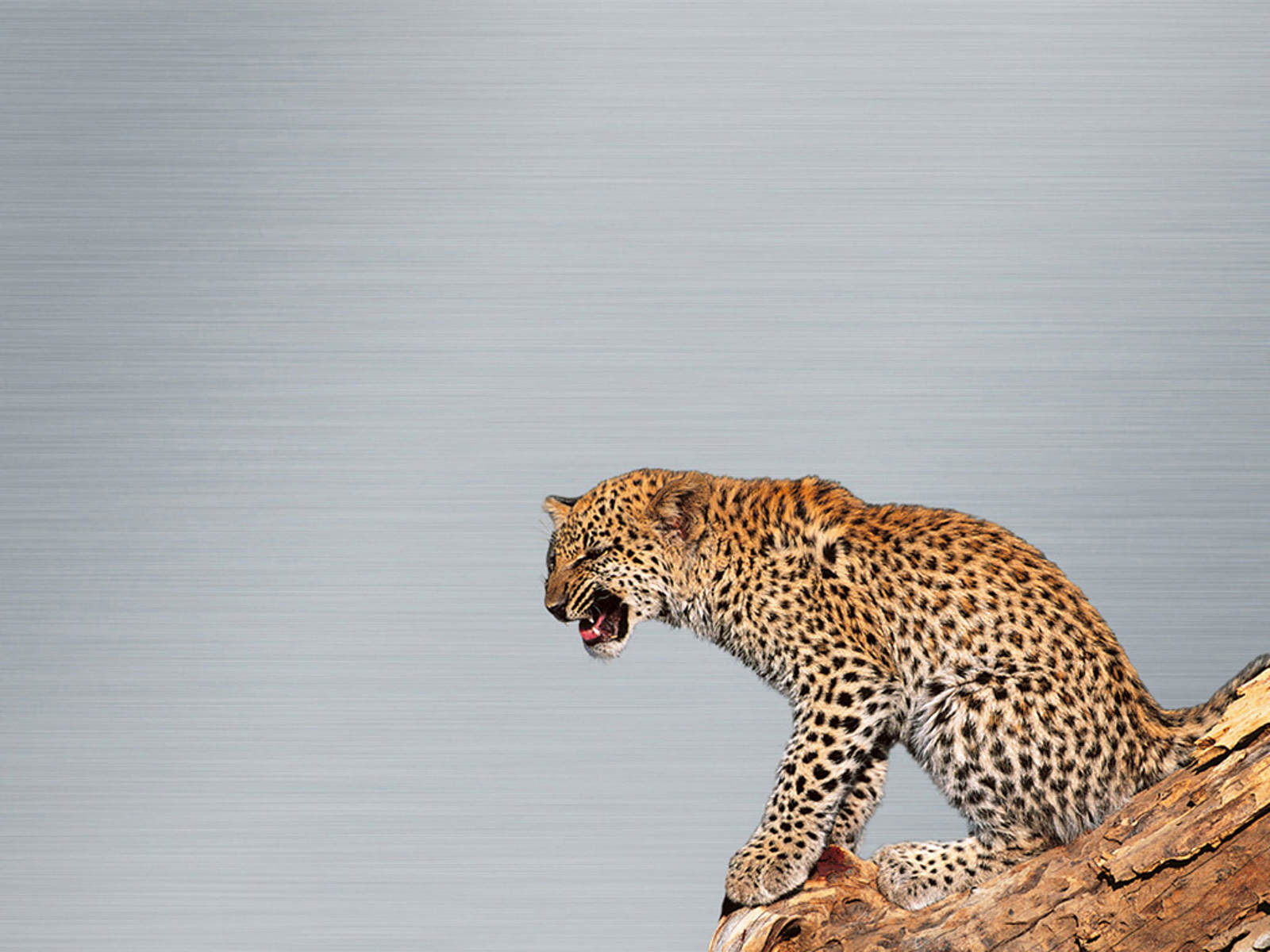 Leopard Background Mac Wallpaper HD