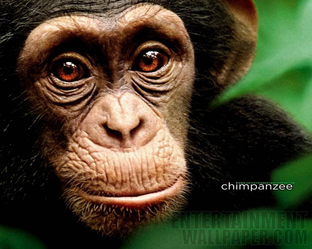 Chimpanzee Wallpaper Desktop