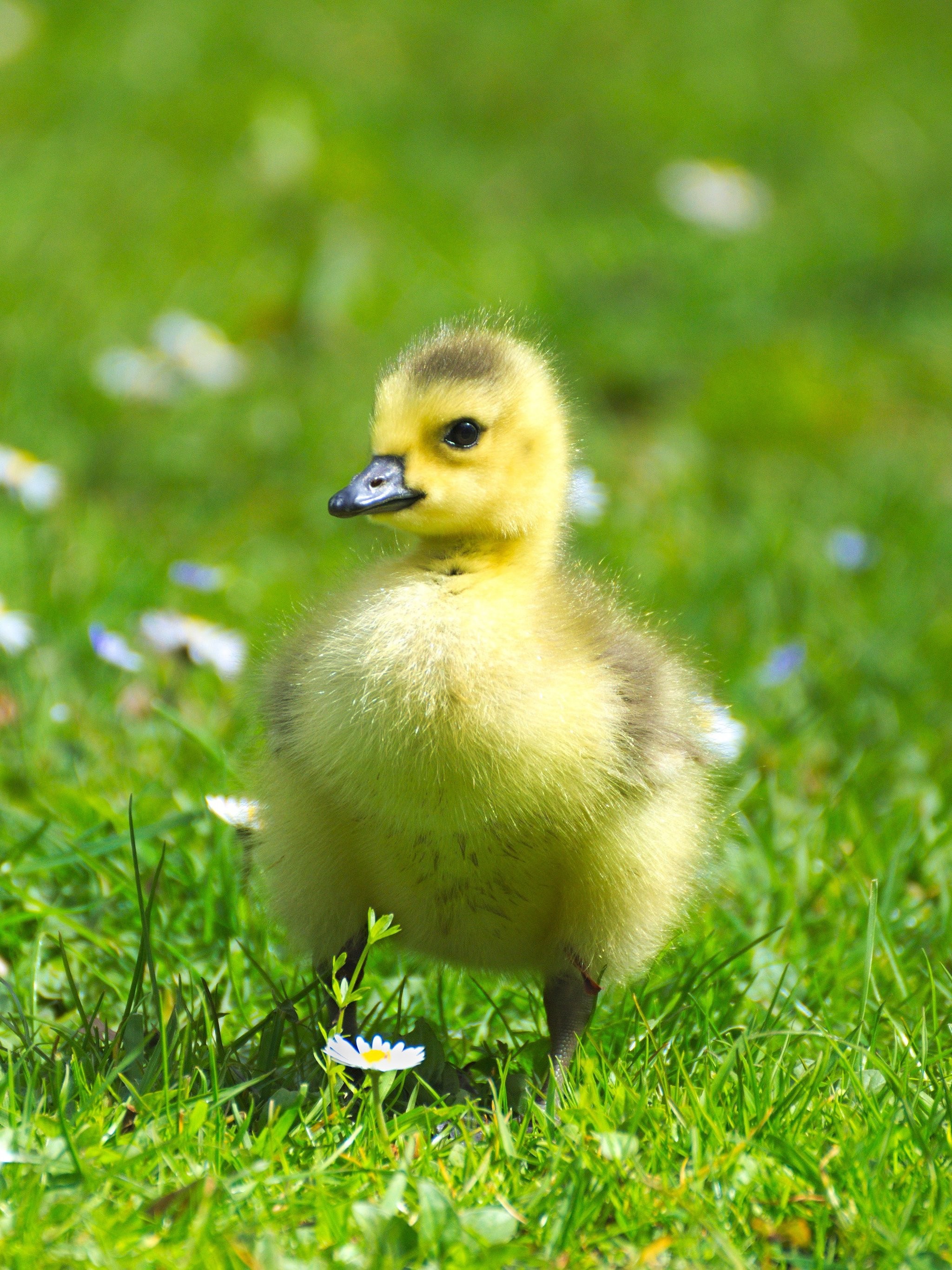 Baby Duck Wallpaper