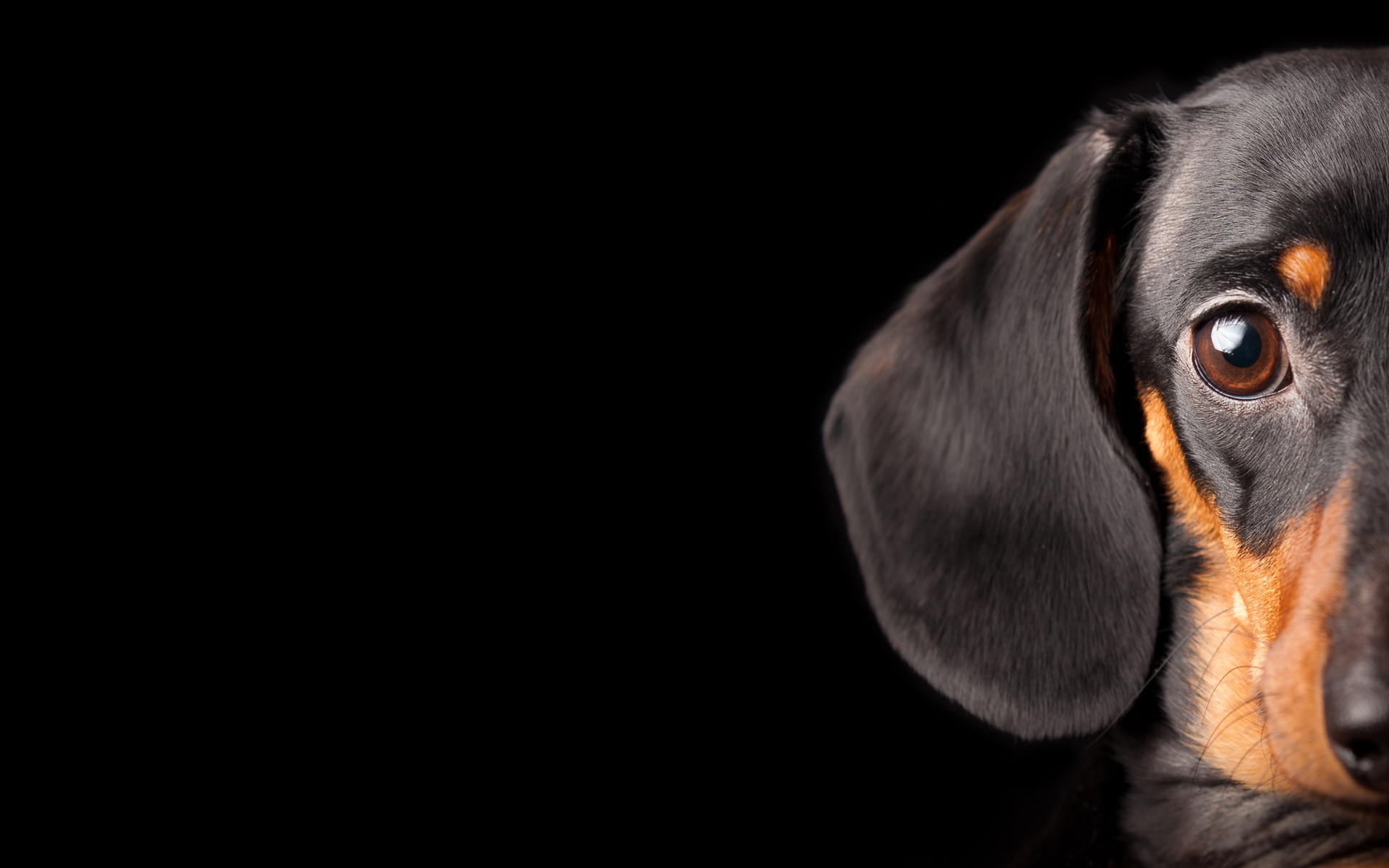 Dog Dachshund Watches Eyes Black Background Wallpaper