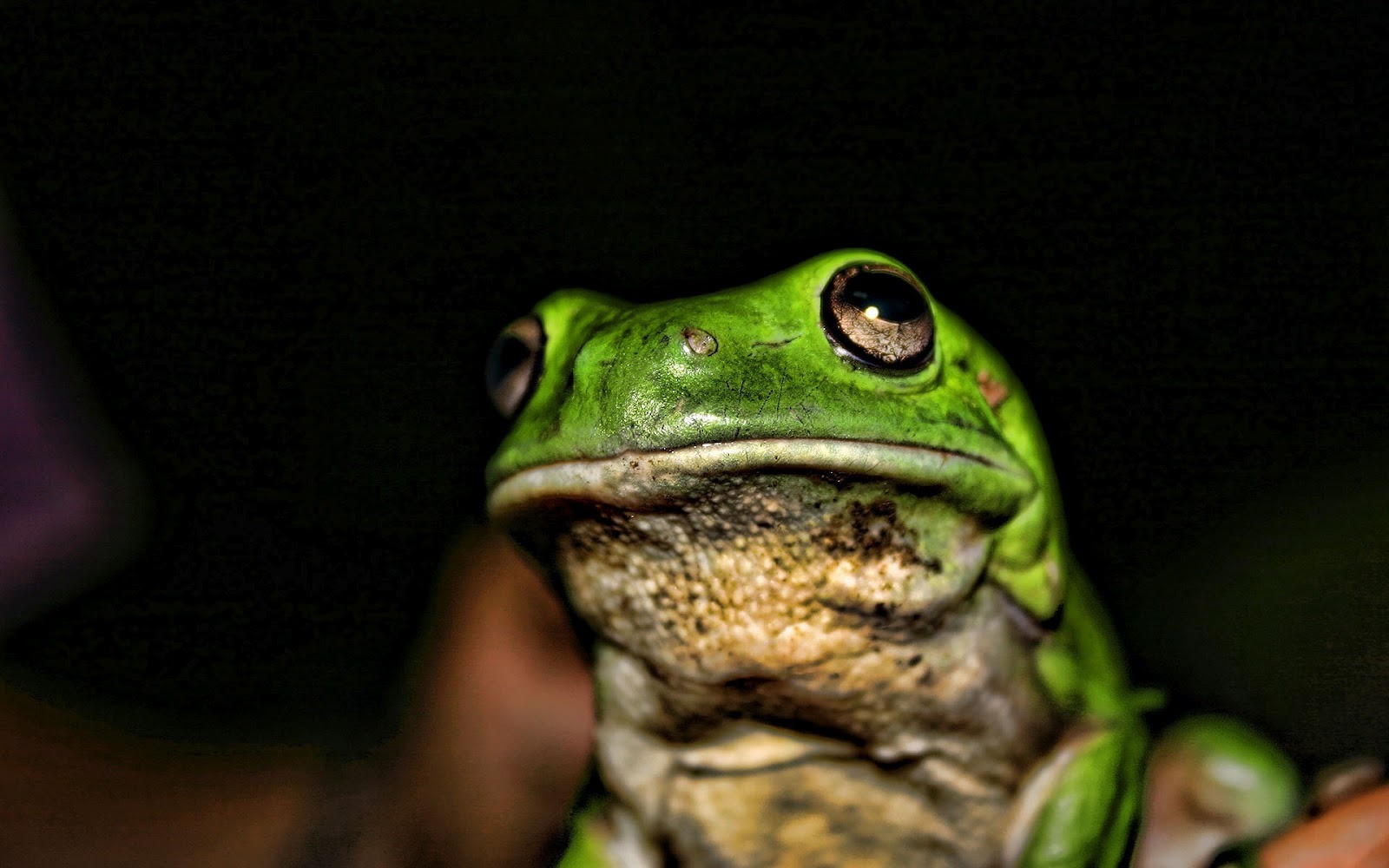 Animal Wallpaper With A Green Frog HD Frogs Background