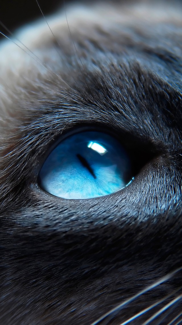 Wallpaper Cat Kitty Siamese Blue Eyes Muzzle Beautiful Close