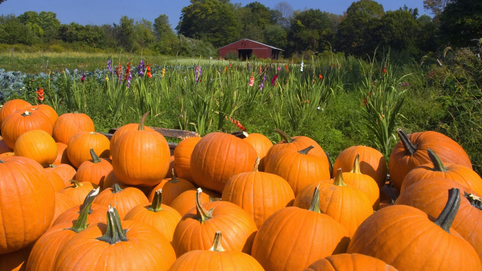 Free Download Harvest Pumpkin Wallpapers And Images Wallpapers Pictures