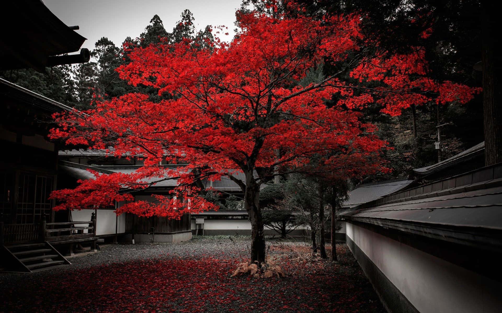 Cool Japanese Tree In A Courtyard Wallpaper