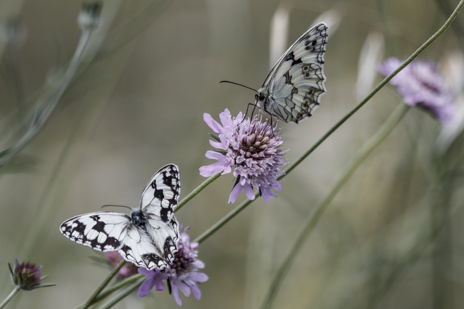 Two Black And White Butterflies On Purple Petaled Flower