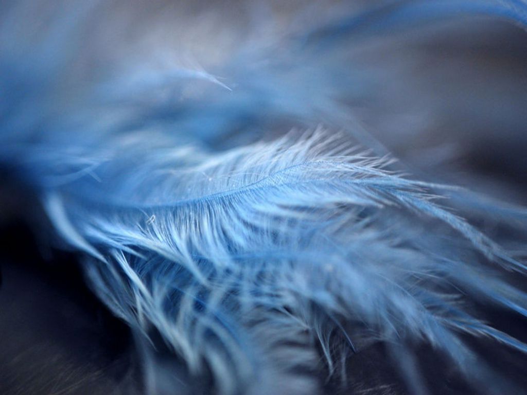 Blue Feathers Wallpaper