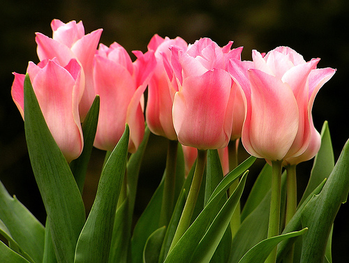 Tulips Wallpaper Desktop S Picturenix