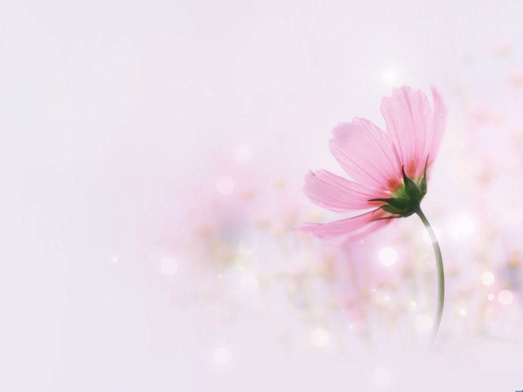 Wallpaper For Elegant Pink Flower Background Rel