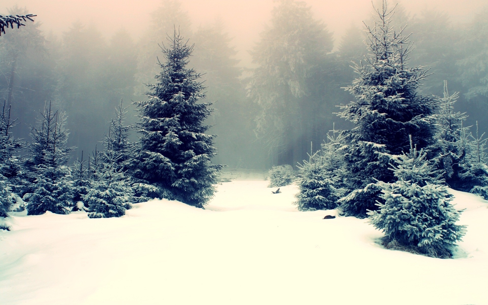 Winter Snow Wallpaper Forest